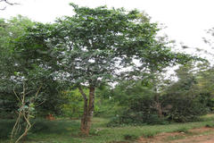 Alangium salviifolium